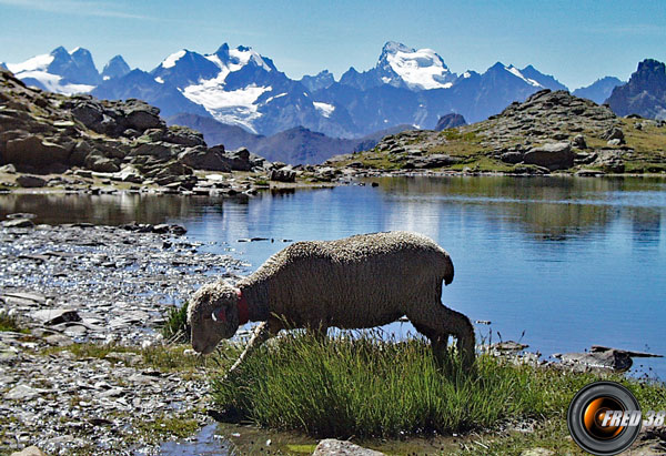 En fond les Ecrins.