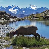 En fond les Ecrins.