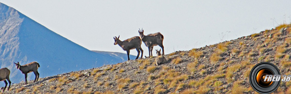 Nombreux chamois dans le secteur.