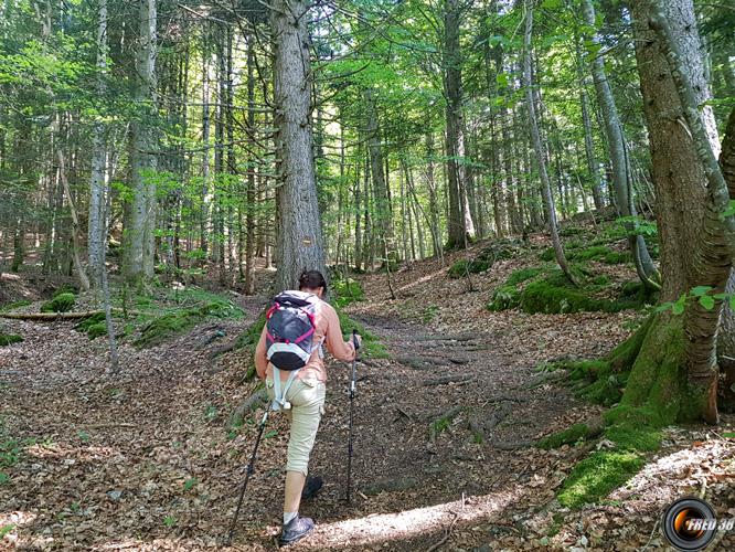 Début sous les bois.