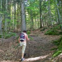 Début sous les bois.