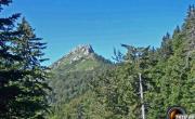 Pinea photo