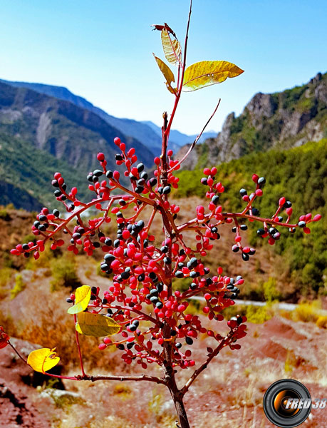 Pistachier terebinthe