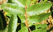 Pistachier terebinthe2