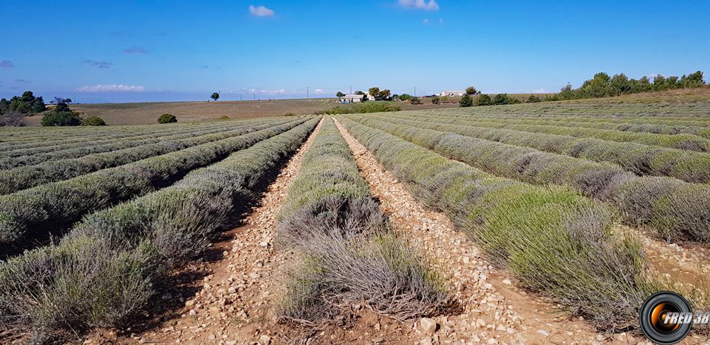 Arrivée sur le plateau de Valensole.