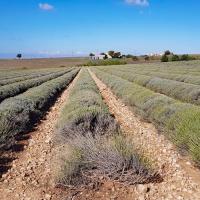 Arrivée sur le plateau de Valensole.