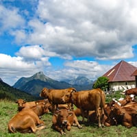 Chalets de la Buffaz.