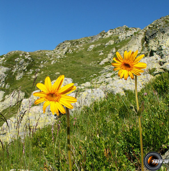 Arnica,