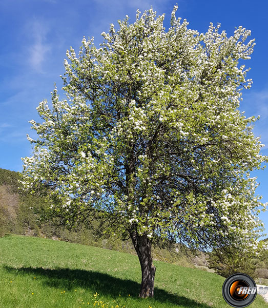 Pommier arbre