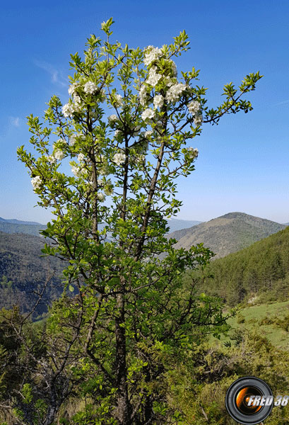 Pommier arbre2