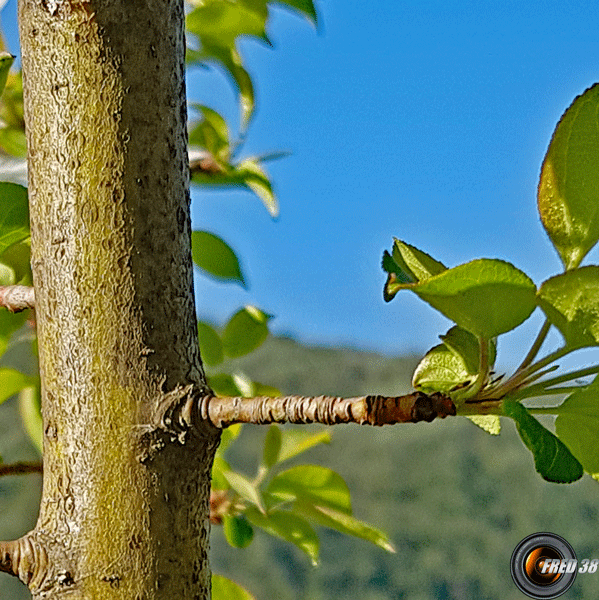 Pommier branche