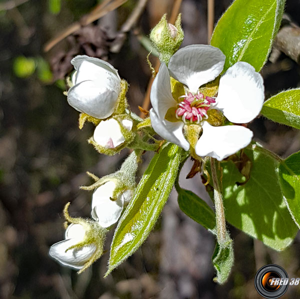 Pommier fleurs