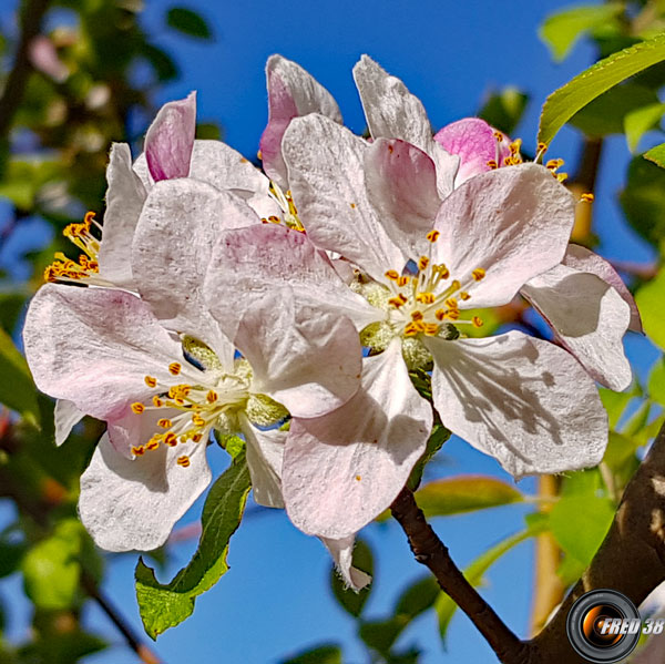 Pommier fleurs2