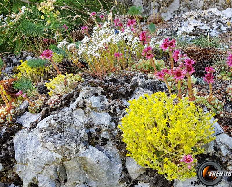 mini jardin alpestre.