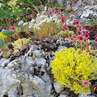 mini jardin alpestre.