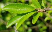 Prunellier feuilles