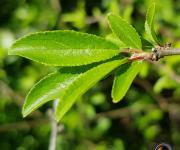 Prunellier feuilles