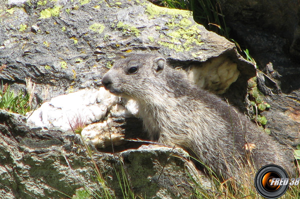 un petit habitant sur l'itinéraire.