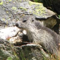 un petit habitant sur l'itinéraire.