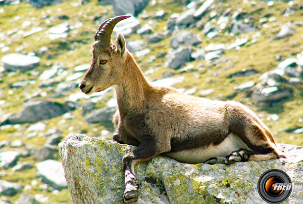 Habitant des lieux