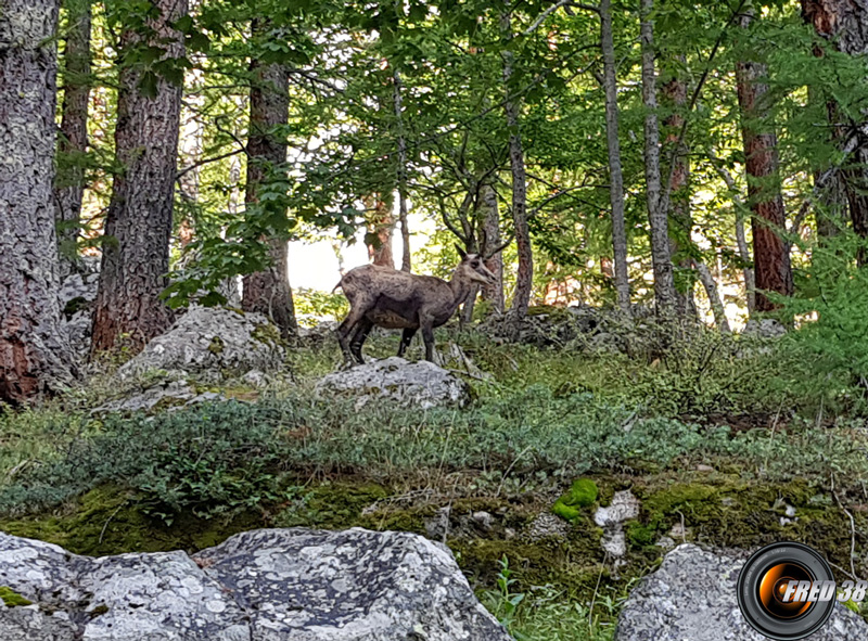 Chamois sur le chemin.