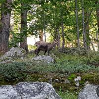 Chamois sur le chemin.