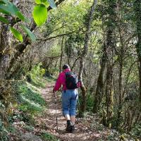Montée en sous bois.