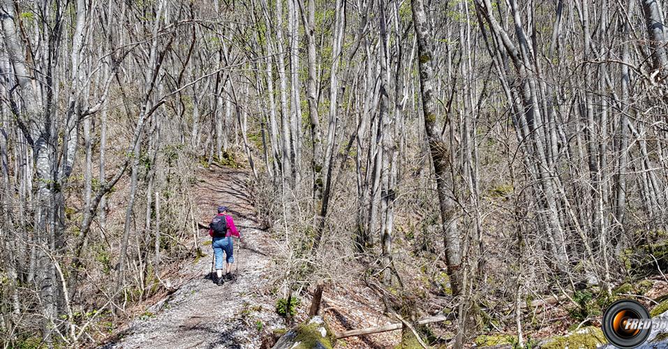 Montée en sous bois.