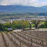 Retour par les Vignes.