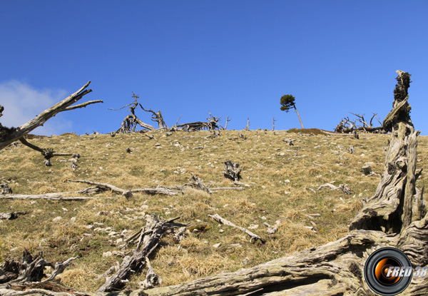 Beaucoup d'arbres morts en arrivant au sommet.