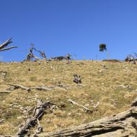 Beaucoup d'arbres morts en arrivant au sommet.