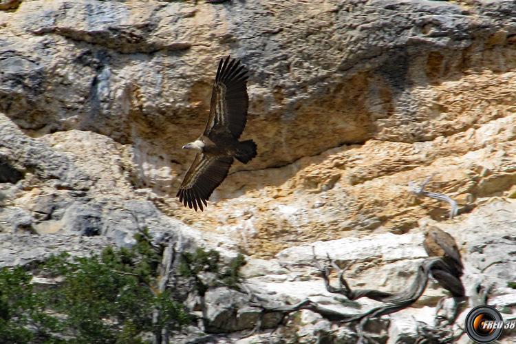 Vautours dans la falaise.