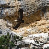 Vautours dans la falaise.