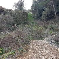 Le sentier de descente en variante