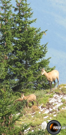 Chamois femelle et son petit