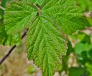 Ronce bleuatre feuilles