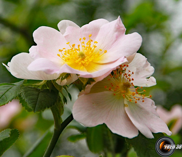 Rosier de montagne fleuts