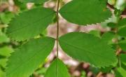 Rosier des alpes feuilles