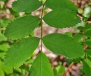 Rosier des alpes feuilles