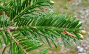 Sapin pectine aiguilles