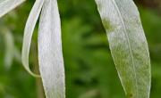 Saule blanc feuilles
