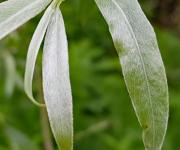 Saule blanc feuilles