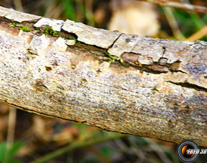 Saule marsault branche