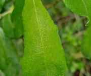 Saule marsault feuille