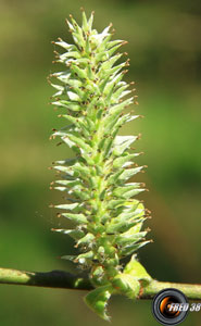 Saule marsault fleur