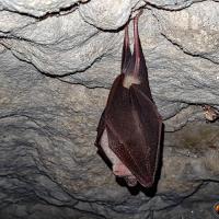 Habitante du lieu.