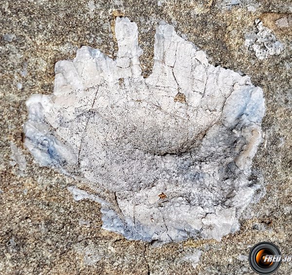 Un des pectens visible sur le site fossilifère.