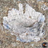Un des pectens visible sur le site fossilifère.