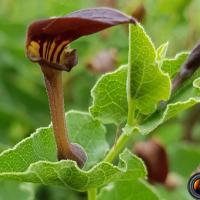 Aristoloche-pistoloche