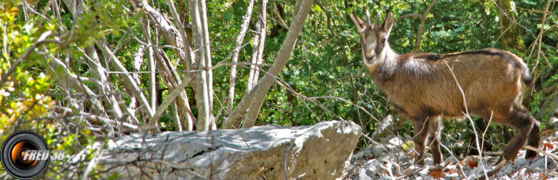 Habitant des gorges.